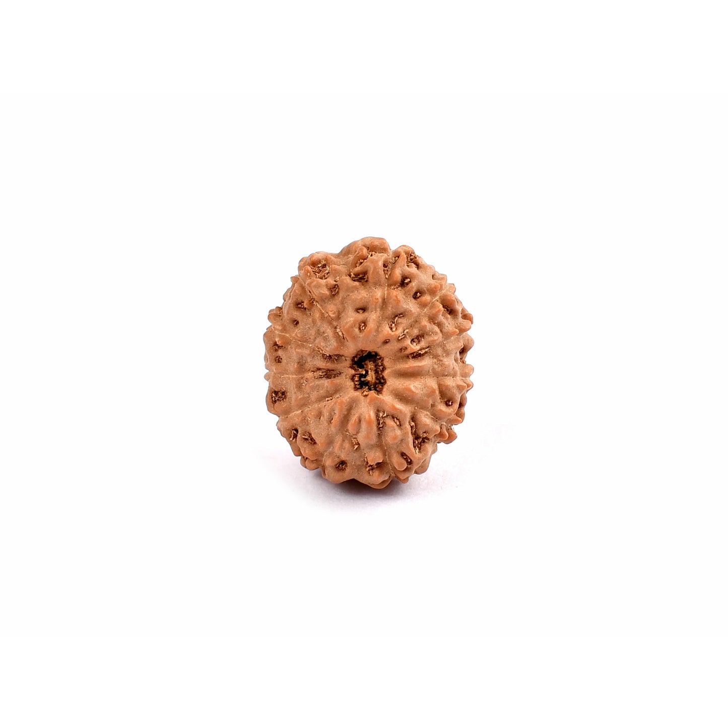 11-Augen-Rudraksha_Java