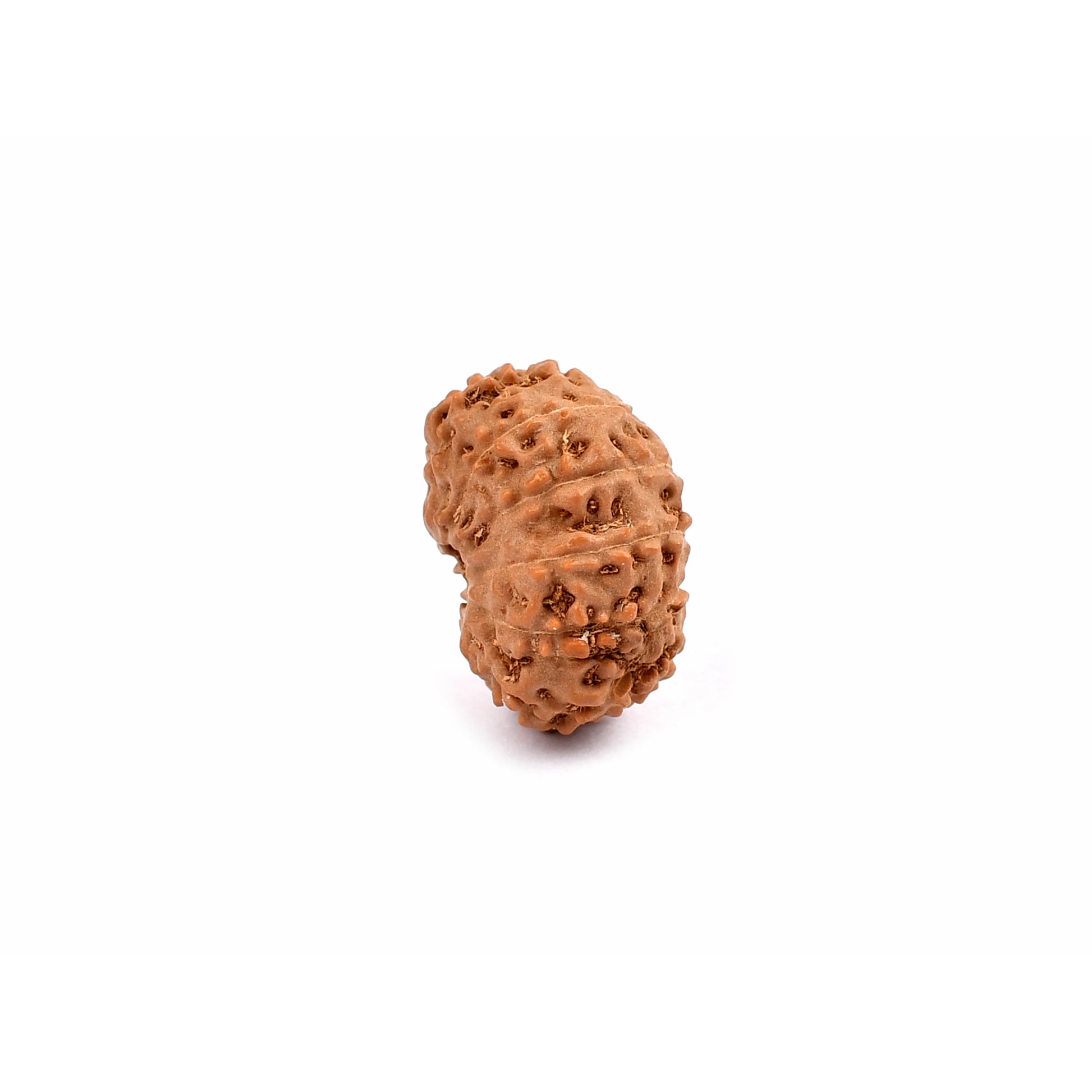 11-eyes Rudraksha (Java) - Da valor, confianza en sí mismo y expresividad