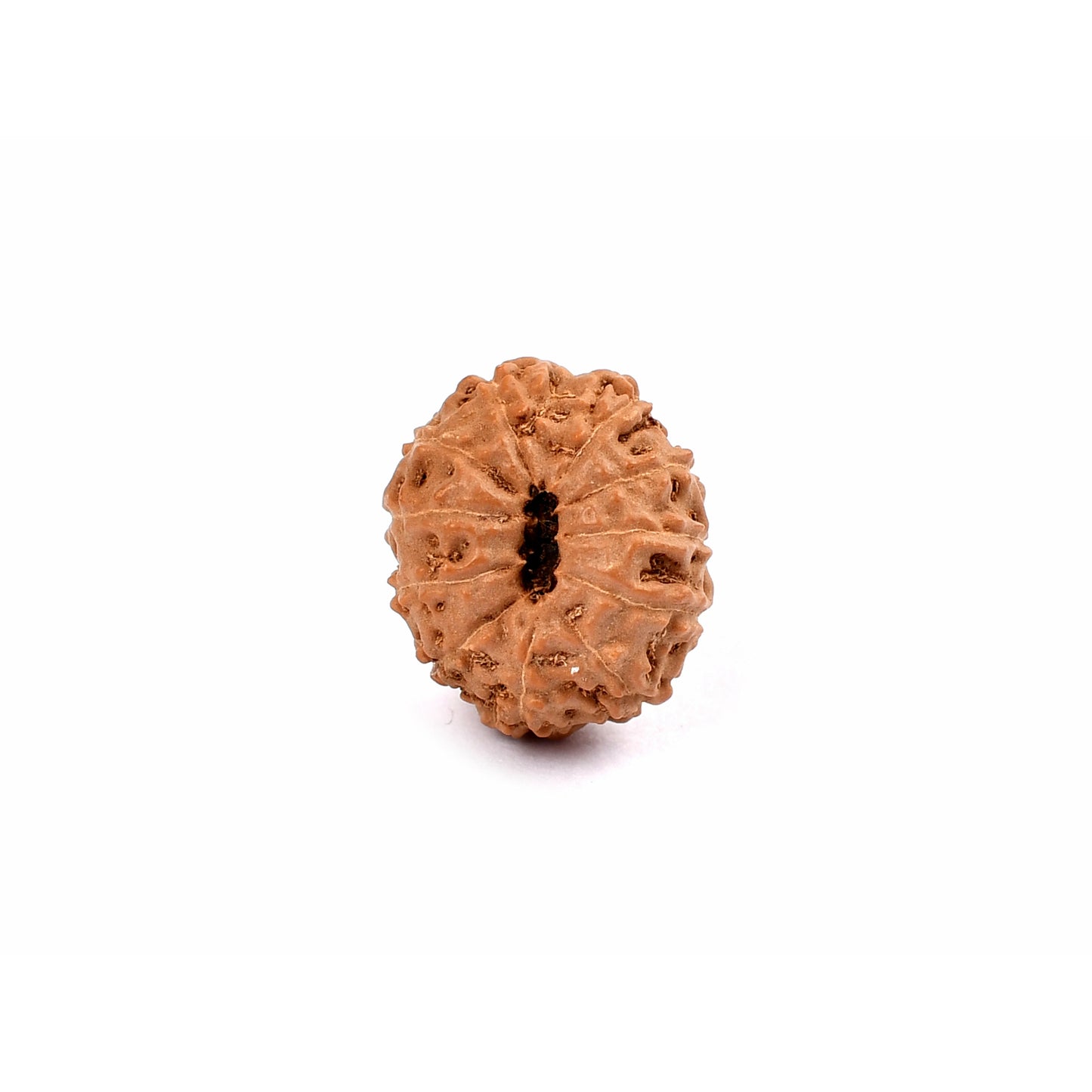 11-eyes Rudraksha (Java) - Da valor, confianza en sí mismo y expresividad