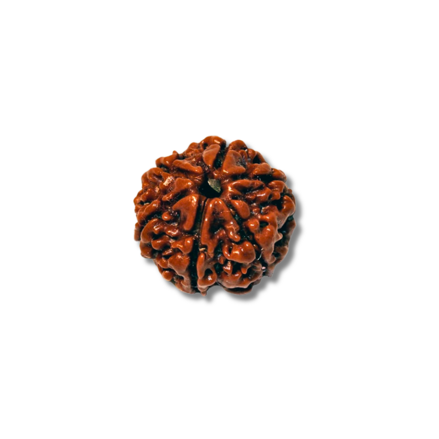 6-Augen-Rudraksha-Nepal_Loose