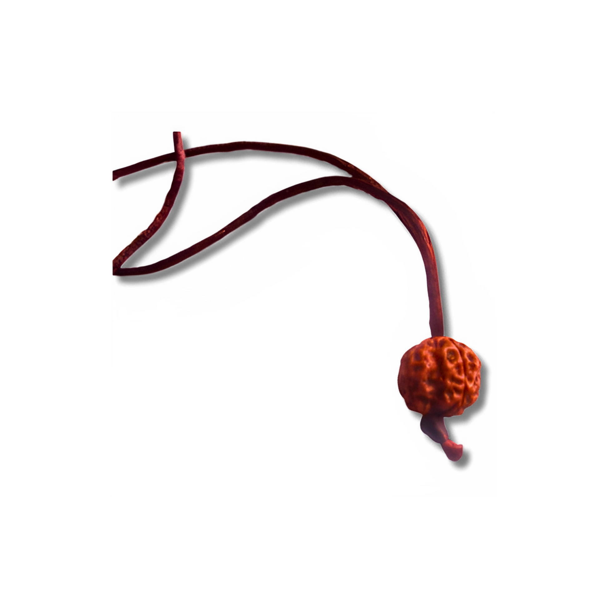 6-Augen-Rudraksha-Nepal_amband