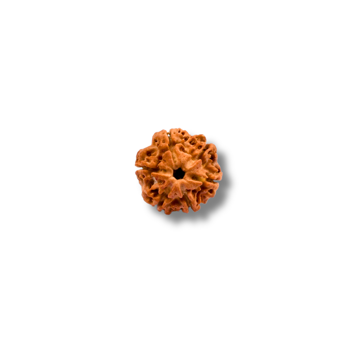 6-Augen-Rudraksha_Nepal_loose