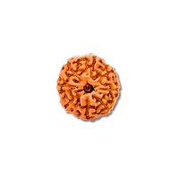 8-Augen-Rudraksha-Java-indonesia-large-s-loose