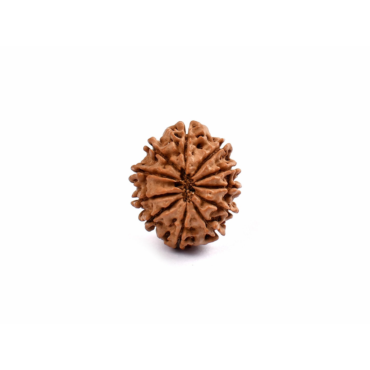 11-Augen-Rudraksha_Nepal