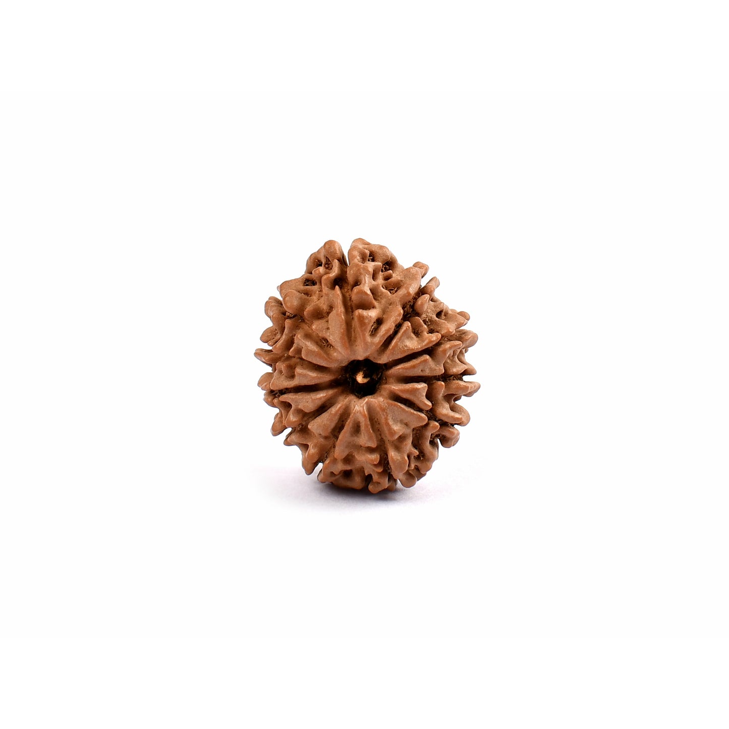 11-Augen-Rudraksha (Nepal) - Schenkt Mut, Selbstbewusstsein und Ausdrucksstärke