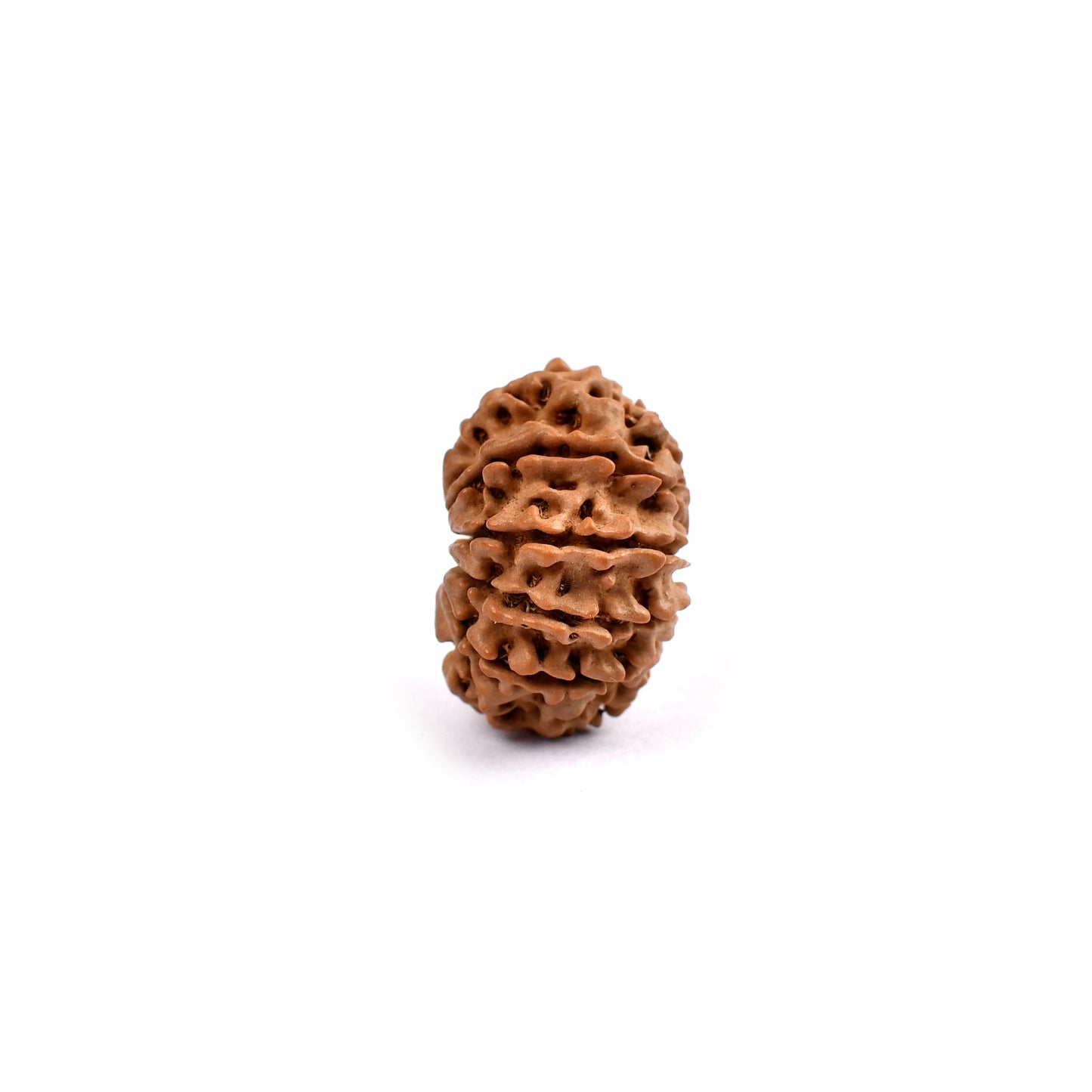 11-Augen-Rudraksha (Nepal) - Schenkt Mut, Selbstbewusstsein und Ausdrucksstärke