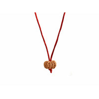 11-Augen-Rudraksha (Nepal) - Schenkt Mut, Selbstbewusstsein und Ausdrucksstärke