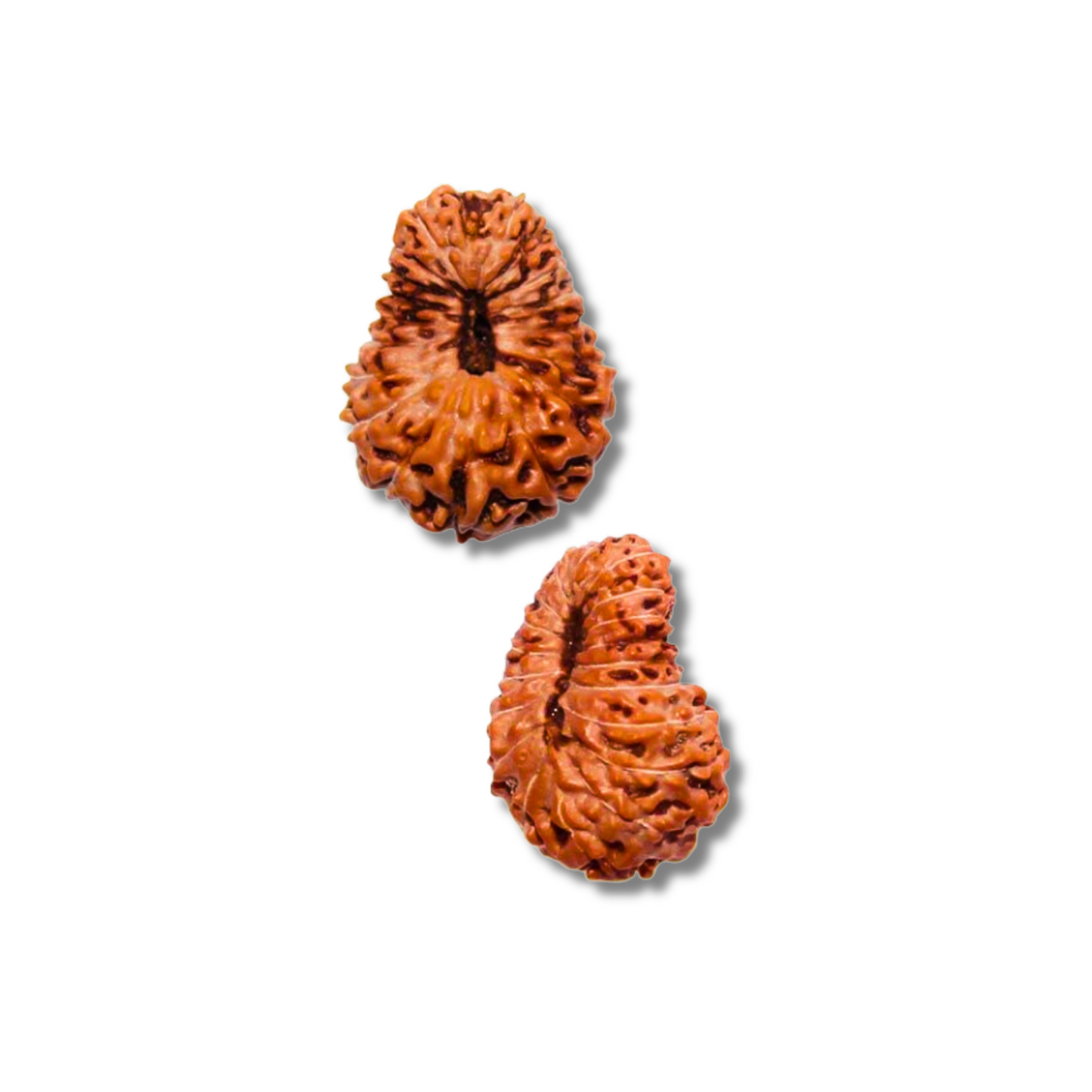 19-Augen-Rudraksha_Java