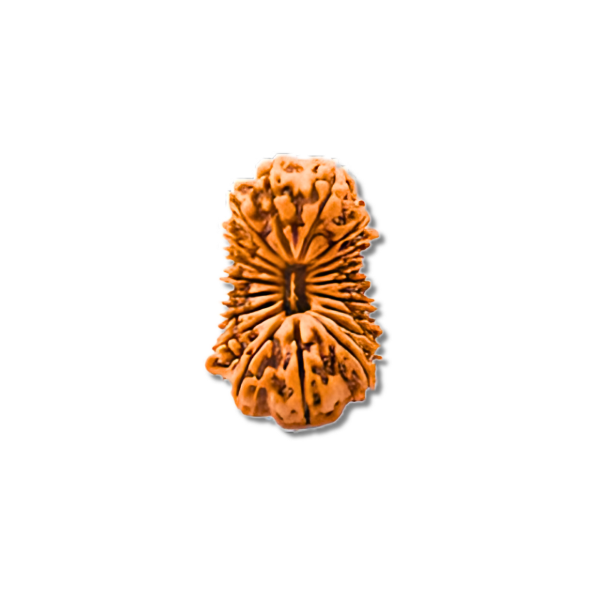 19-Augen-Rudraksha_Nepal