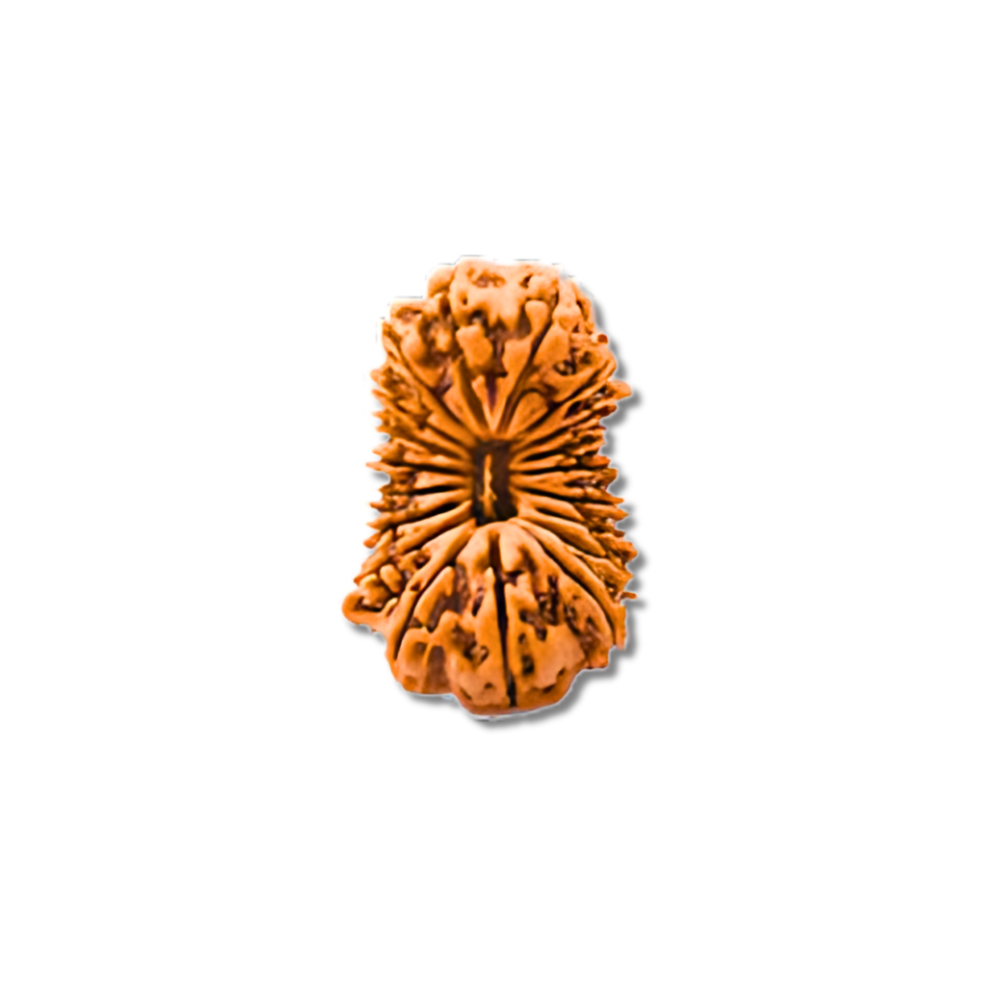 19-Augen-Rudraksha_Nepal