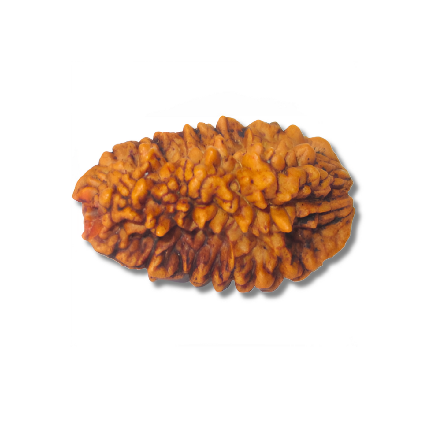 2-Augen-Rudraksha XL-Nepal_loseloseVariante1_20x25mm