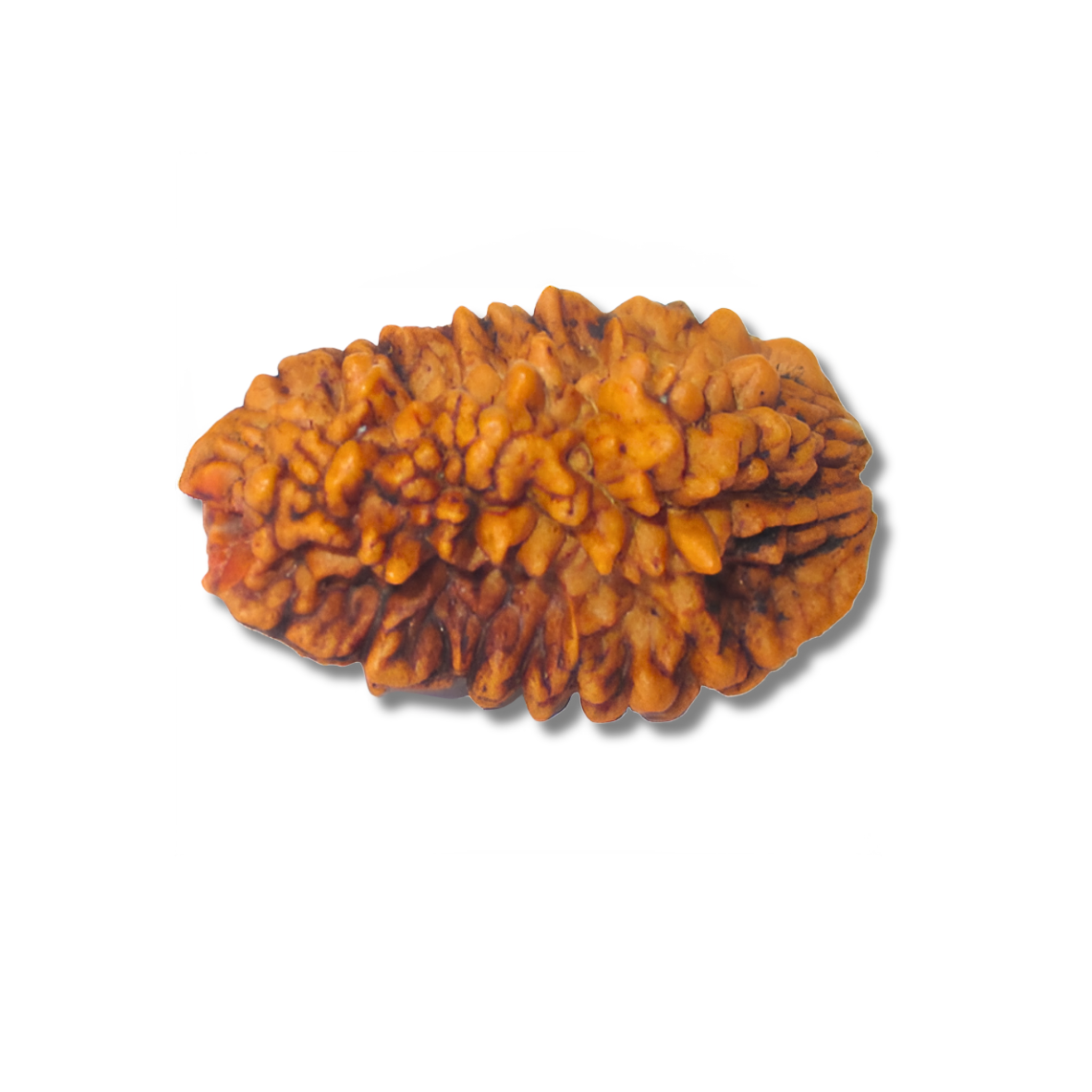 2-Augen-Rudraksha XL-Nepal_loseloseVariante1_20x25mm