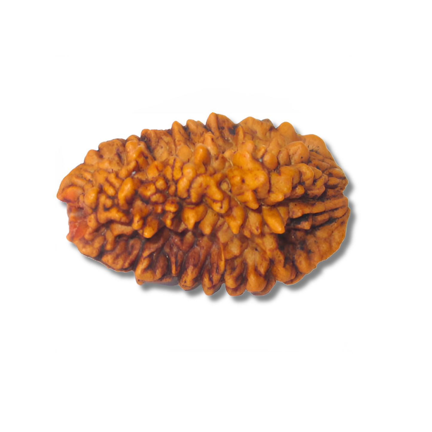 2-Augen-Rudraksha XL-Nepal_loseloseVariante1_20x30mm