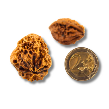 2-Augen-Rudraksha XXXL_Nepal_-CoinSize