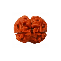 2-Augen Rudraksha_Nepal_lose