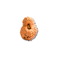 20-Augen-Rudraksha (Java)