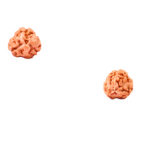 3-Augen Rudraksha_Nepal_-lose oval