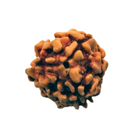 3-Augen Rudraksha_Nepal_-lose rund