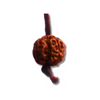 4-Augen-Rudraksha_Nepal_amband