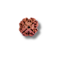 4-Augen-Rudraksha_Nepal_lose