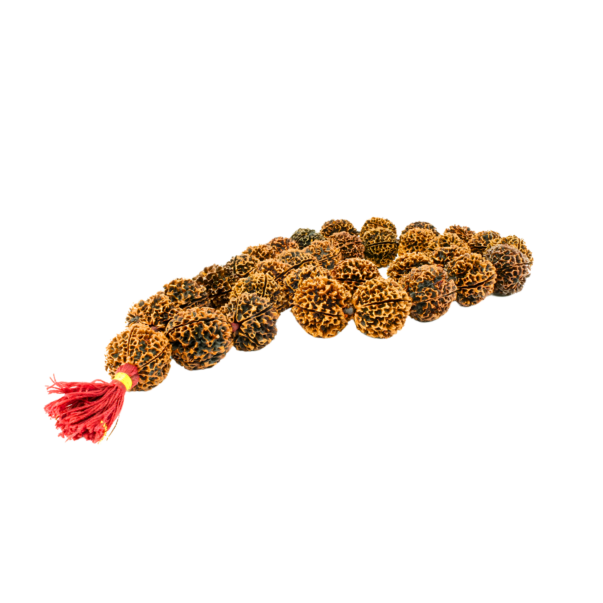 5-Augen-Rudraksha-MalaXXXL-Lemonsize