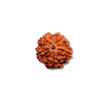 5-AugenRudraksha_Java_lose