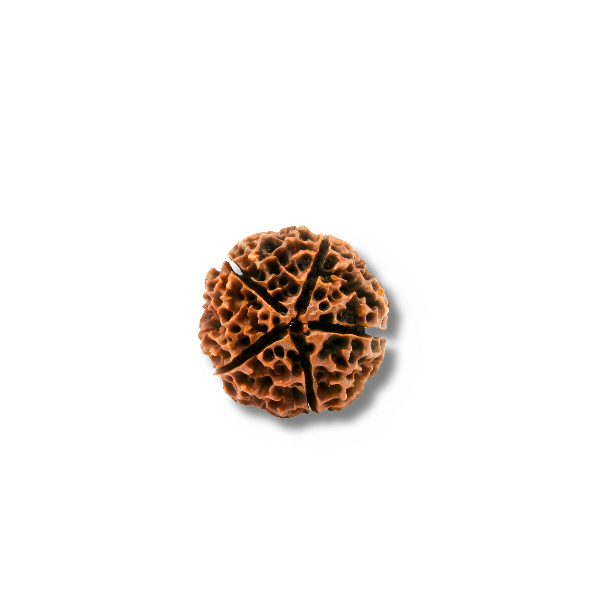 5-AugenXXXLRudraksha_Nepal_back