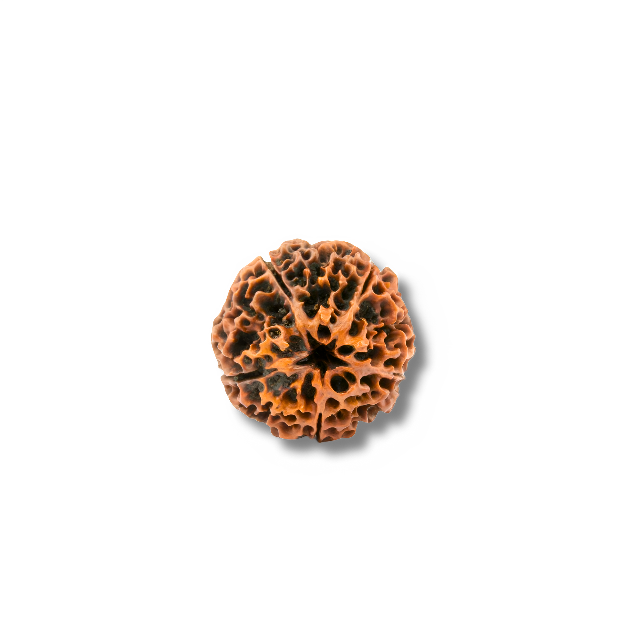 5-AugenXXXLRudraksha_Nepal_front