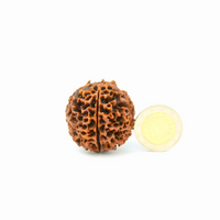 5-AugenXXXLRudraksha_Nepal_side