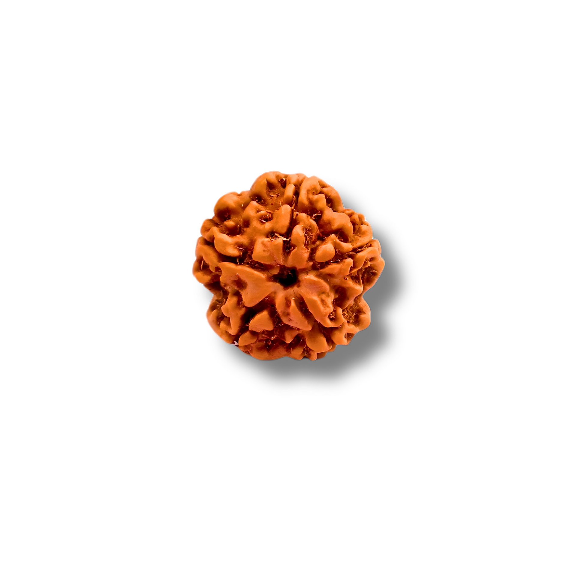 5-eyesRudraksha_Nepal_loose