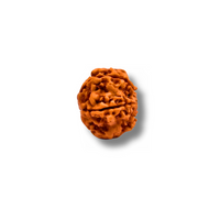 5-eyesRudraksha_Nepal_side