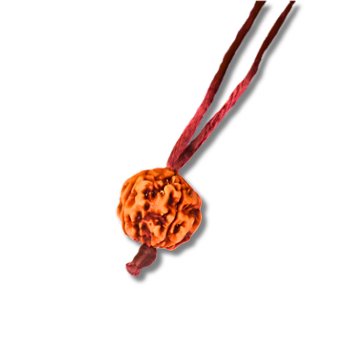 5-eyesRudraksha_Nepal_threadpendant