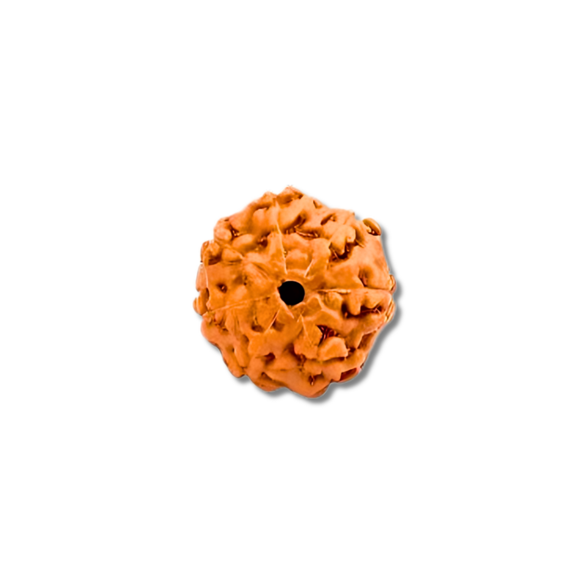 7-Augen-Rudraksha-Java-loose