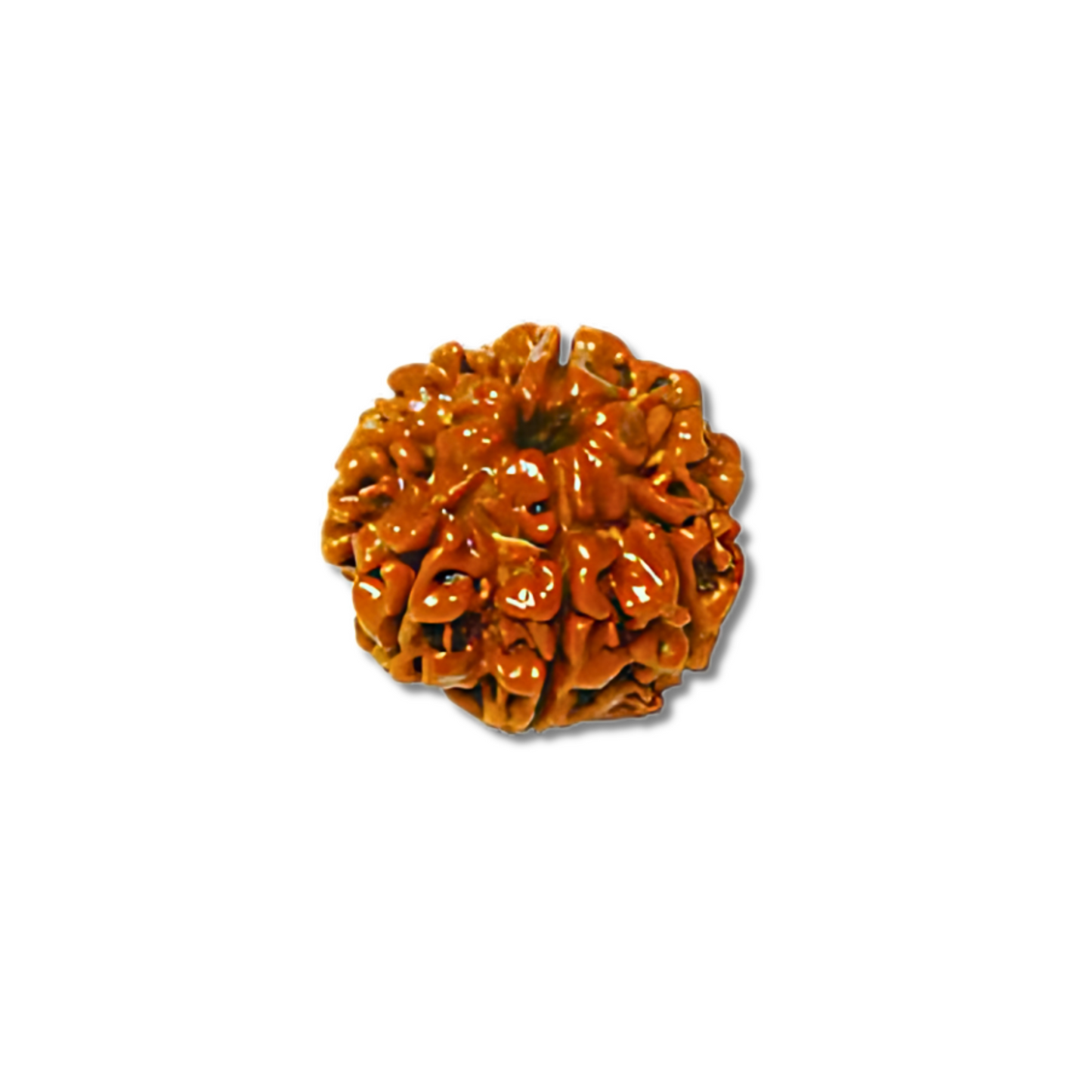 7-Augen-Rudraksha-Nepal-Loose