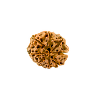 8-Augen-Rudraksha-XXL-Nepal-Loose