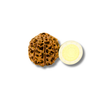 8-Augen-Rudraksha-XXL-Nepal