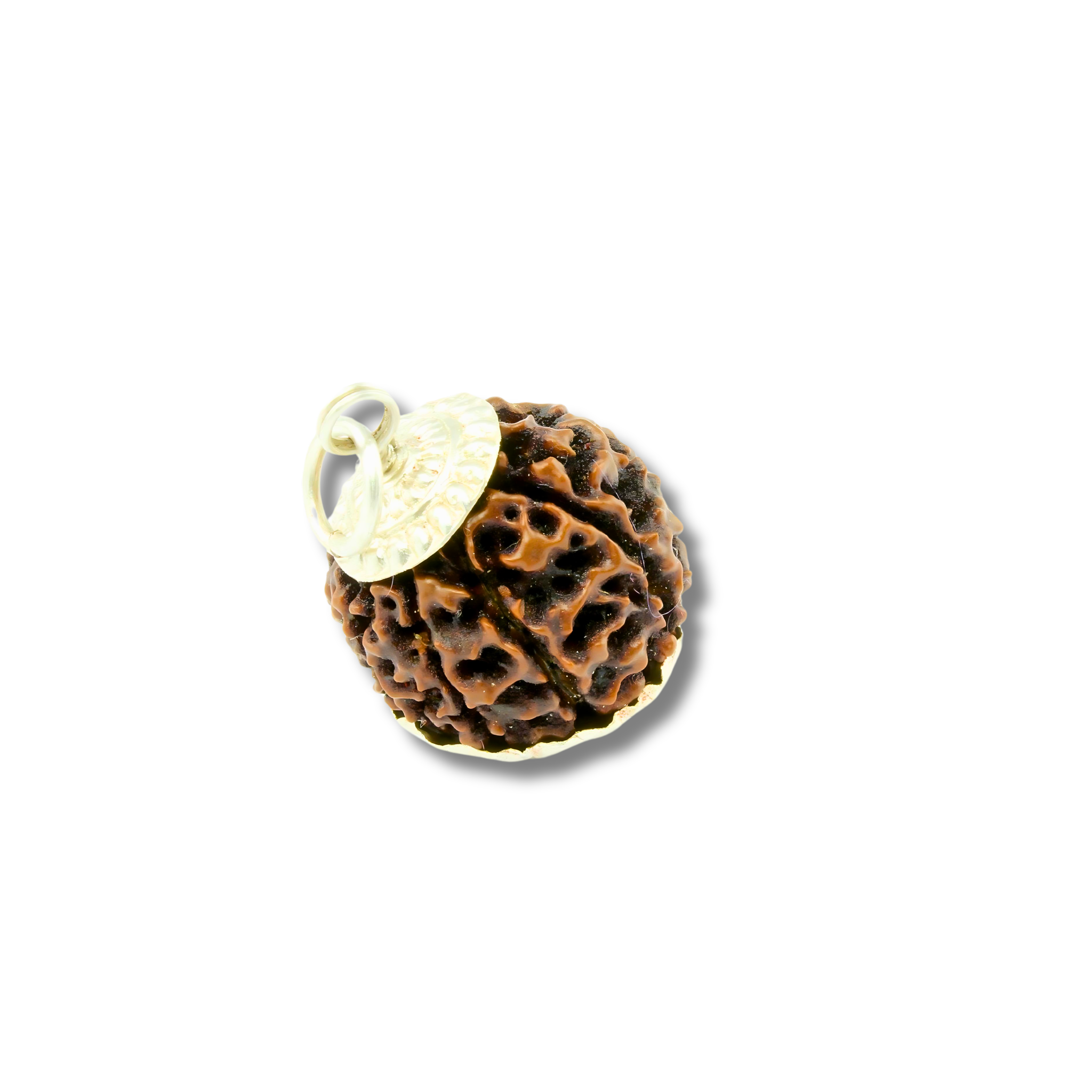 8-Augen-Rudraksha-XXXL-Nepal