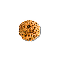 9-Augen-Rudraksha-Java-loose