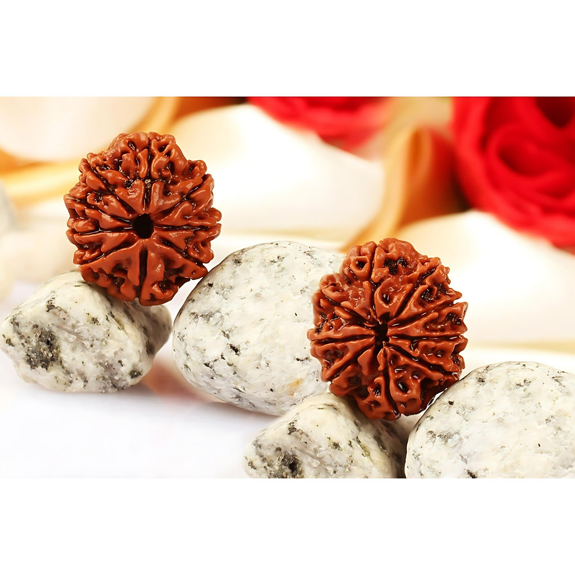 9-Augen-Rudraksha-Nepal-loose