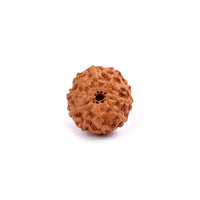 10-Augen-Rudraksha-Java-loose-back