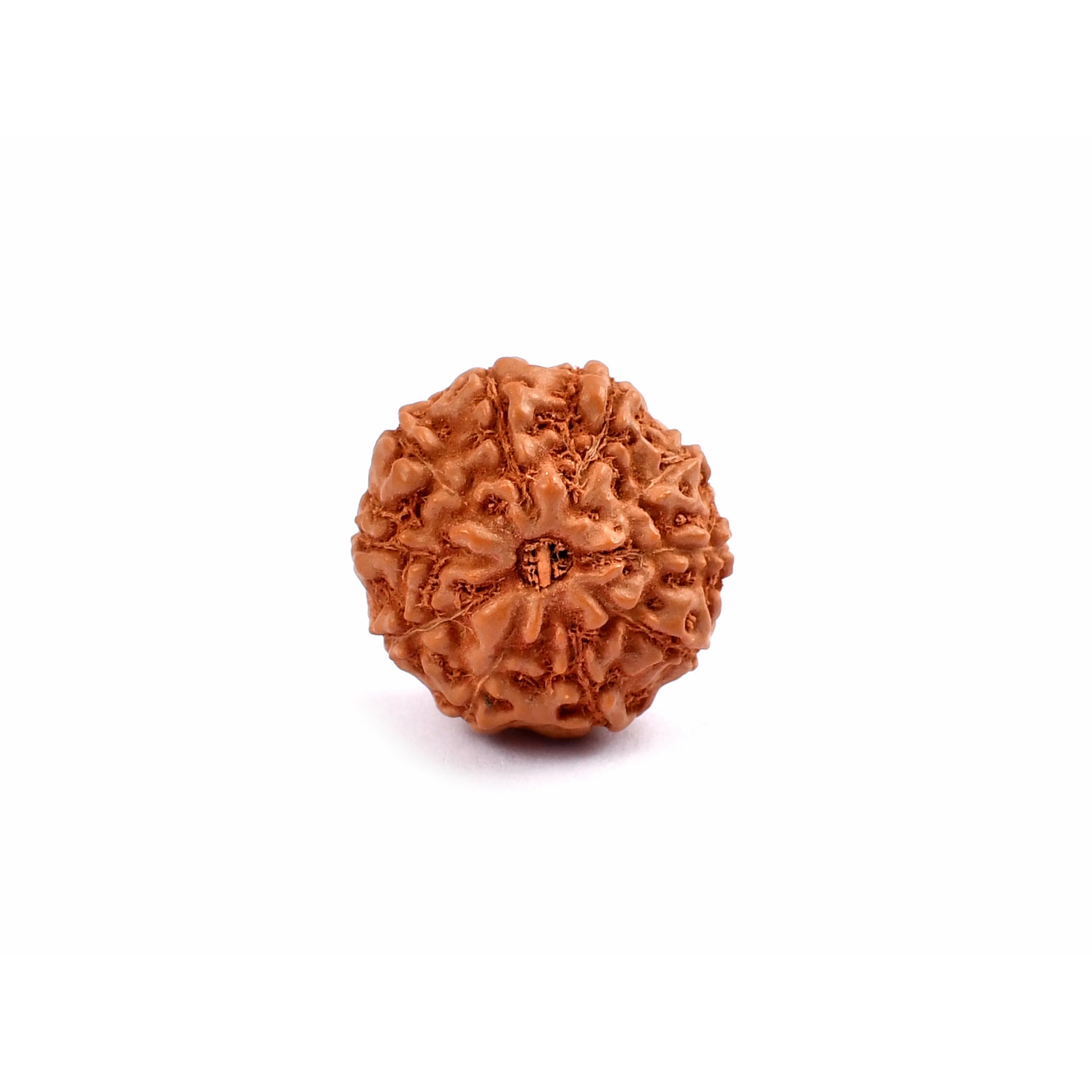 10-Augen-Rudraksha-Java-loose-front