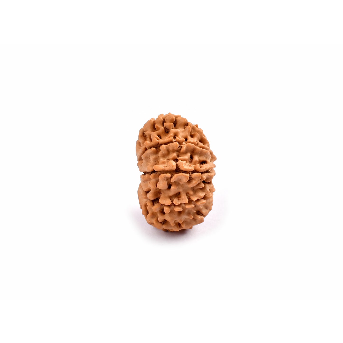 10-Augen-Rudraksha-Nepal-loose-side