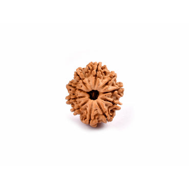 10-Augen-Rudraksha-Nepal-lose