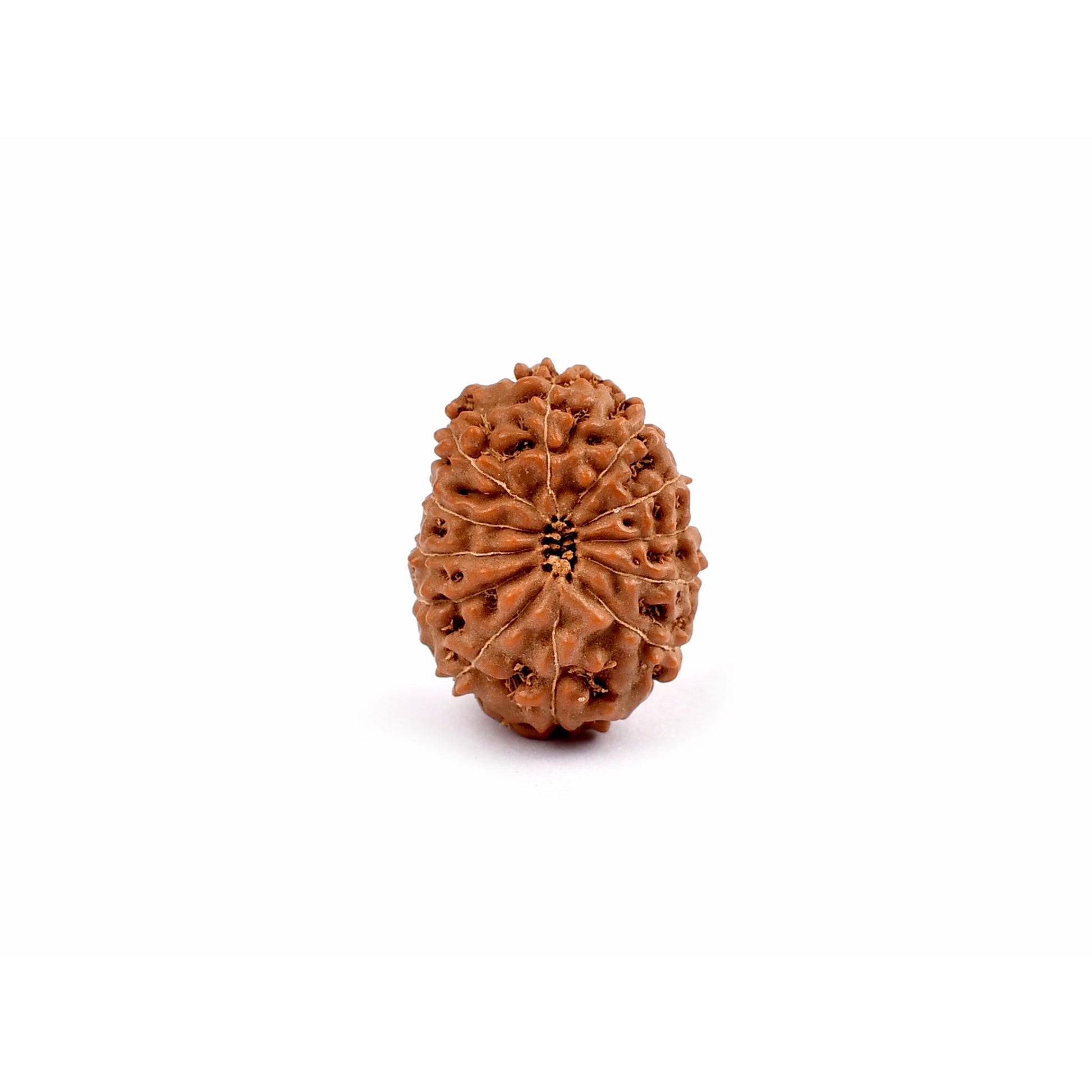 12-Augen-Rudraksha_Java