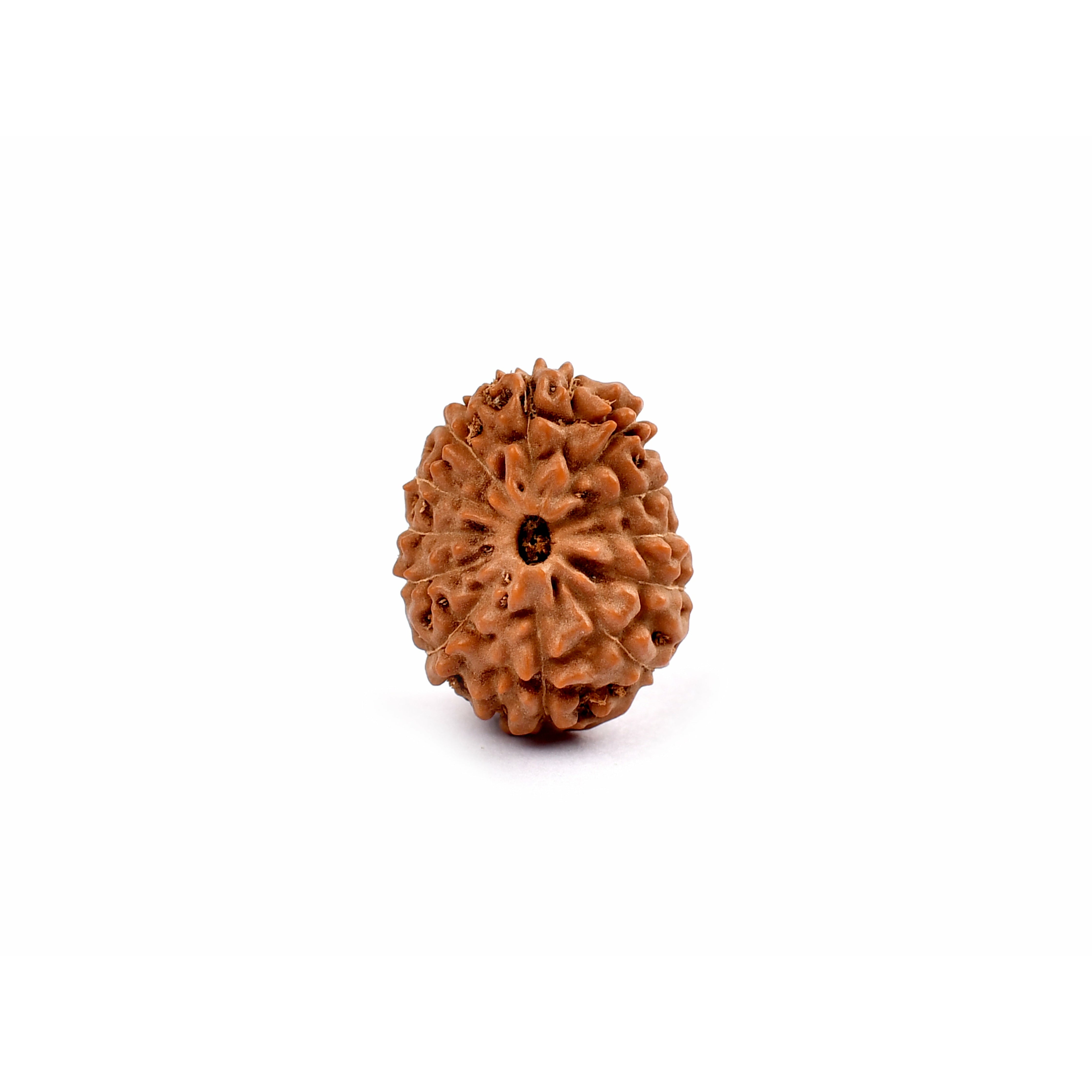 12-Augen-Rudraksha_Java