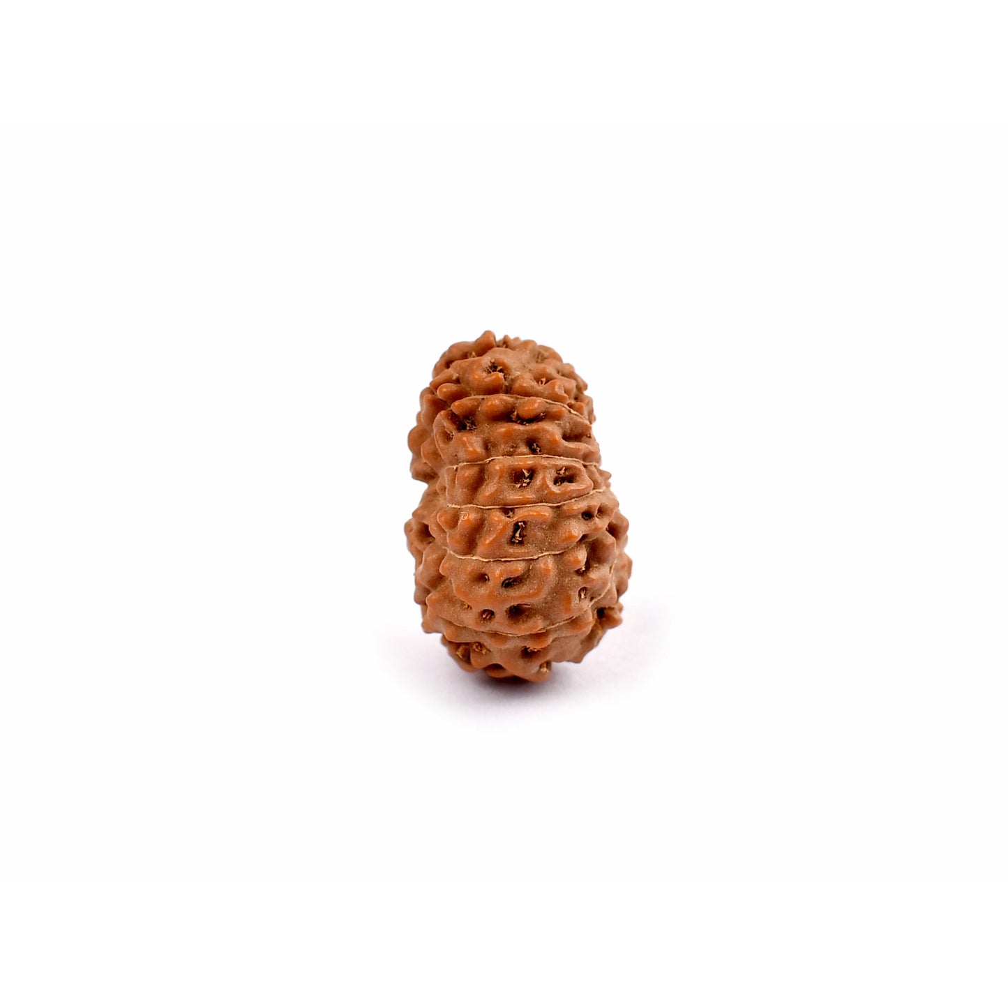 12-Augen-Rudraksha_Java