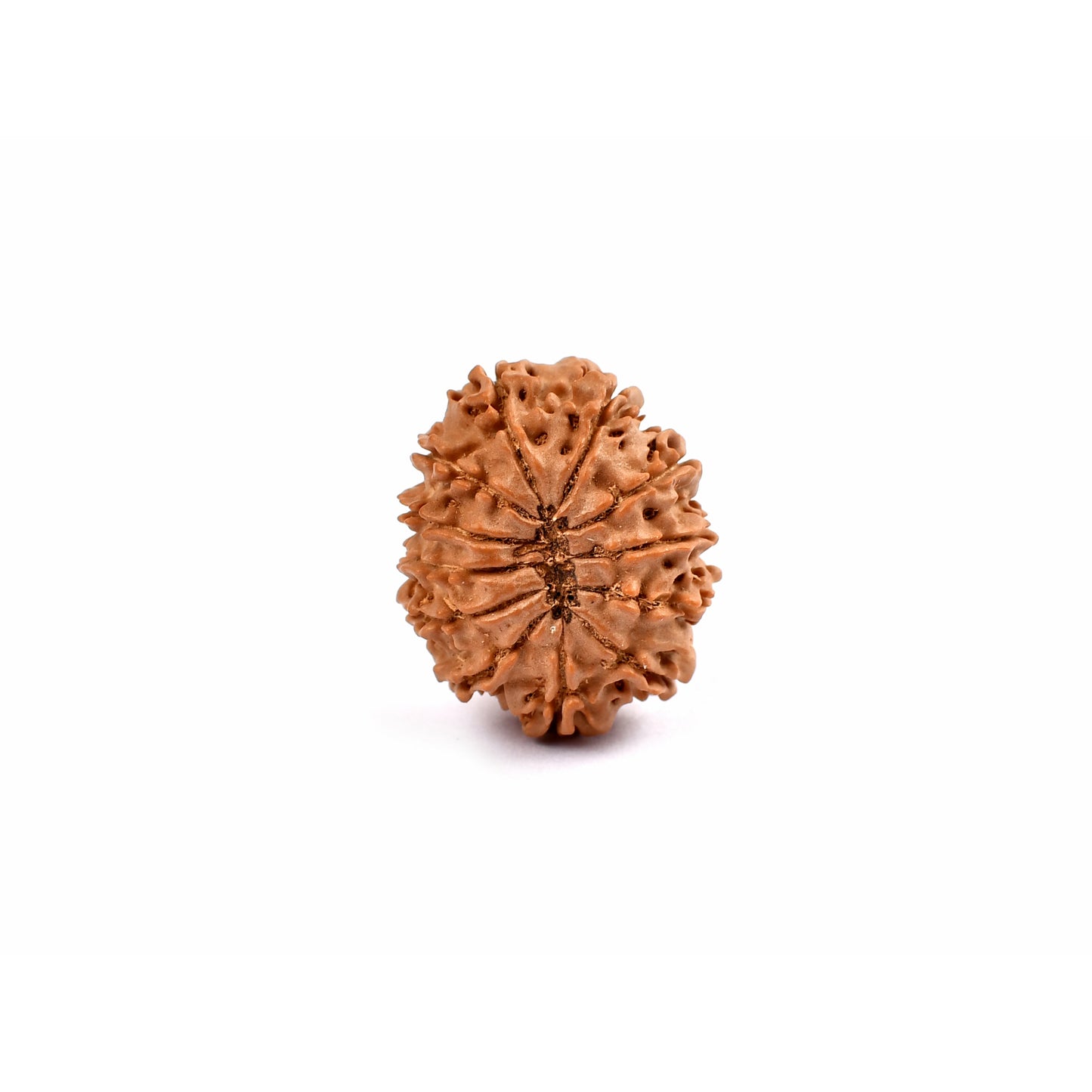 12-Augen-Rudraksha_Nepal