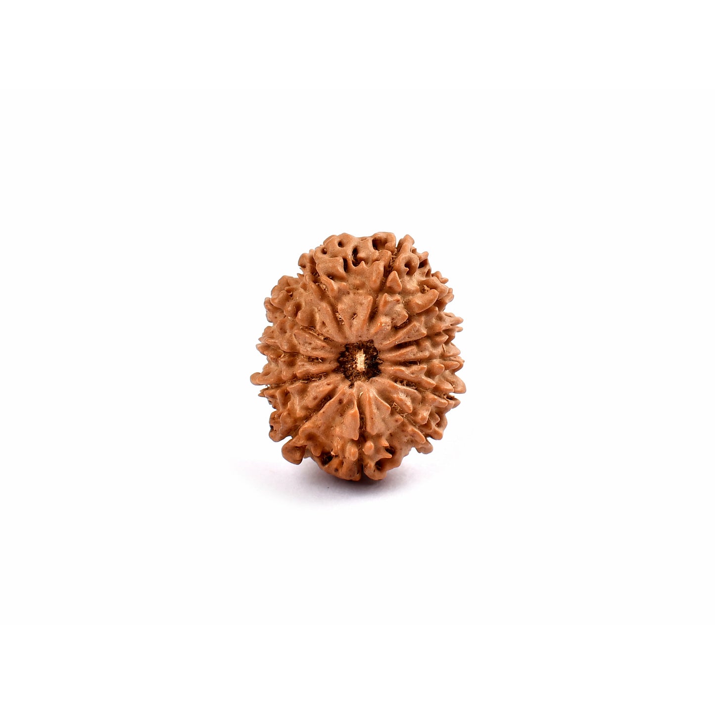 12-Augen-Rudraksha_Nepal