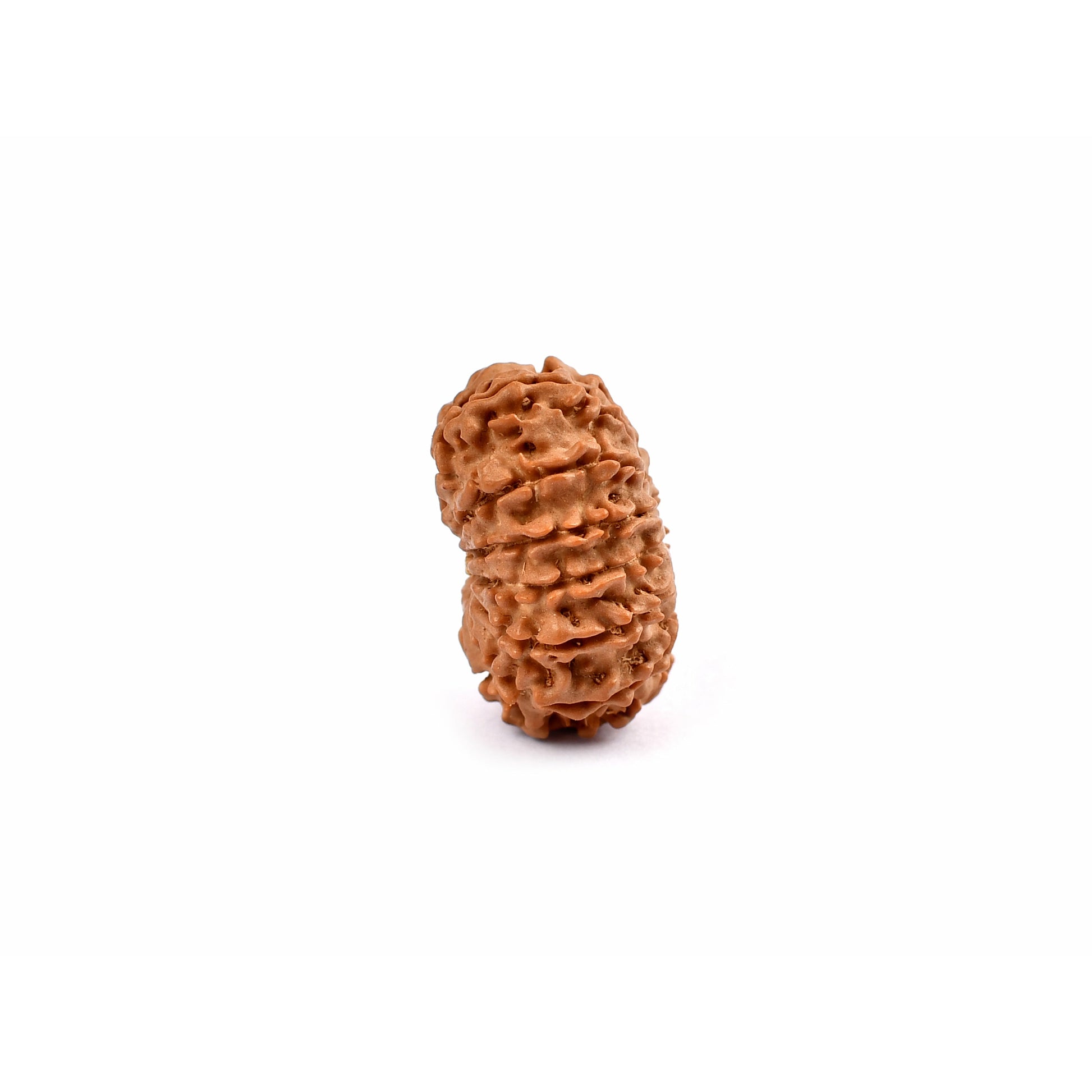 12-Augen-Rudraksha_Nepal