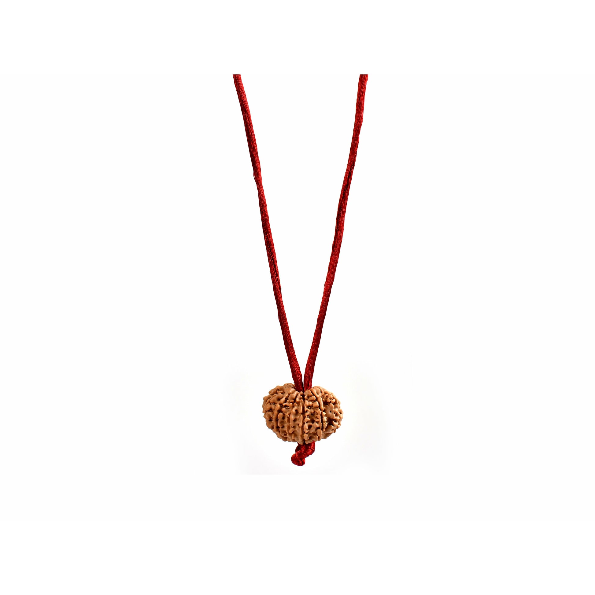 12-Augen-Rudraksha_Nepal